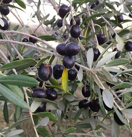 Agriturismo Il Poggiarello *
