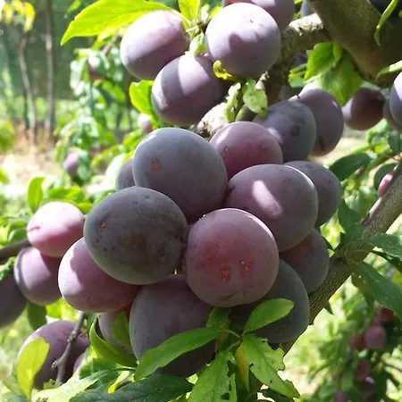 Agriturismo Il Poggiarello Farm stay Siena