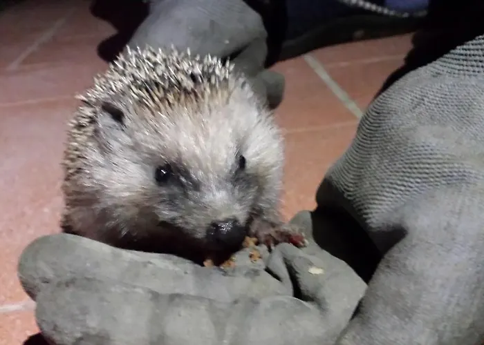 팜스테이 Il Poggiarello *